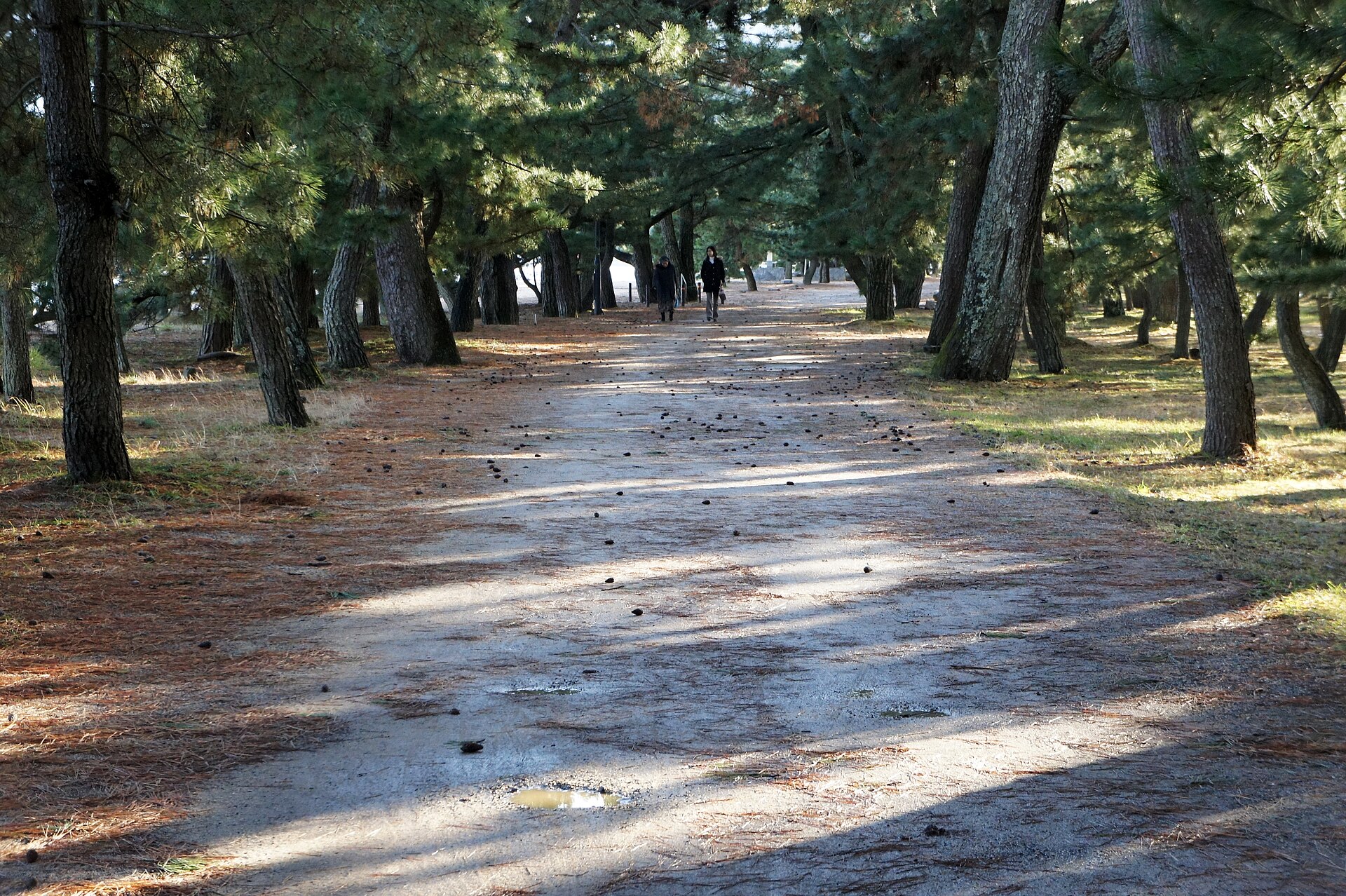 天橋立砂洲上的松並木步道，兩側是高大的黑松，地面散落松果，遠處有行人正在步行橫渡