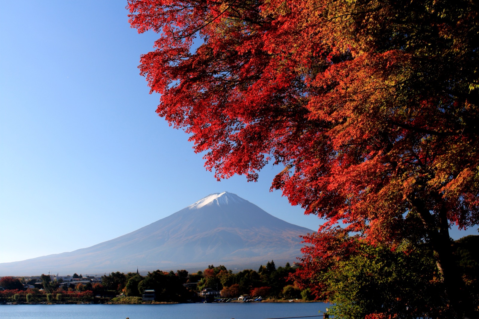 從河口湖畔仰望紅葉與富士山——前景火紅楓葉、背景白雪富士山與藍天，是河口湖最經典的秋季構圖