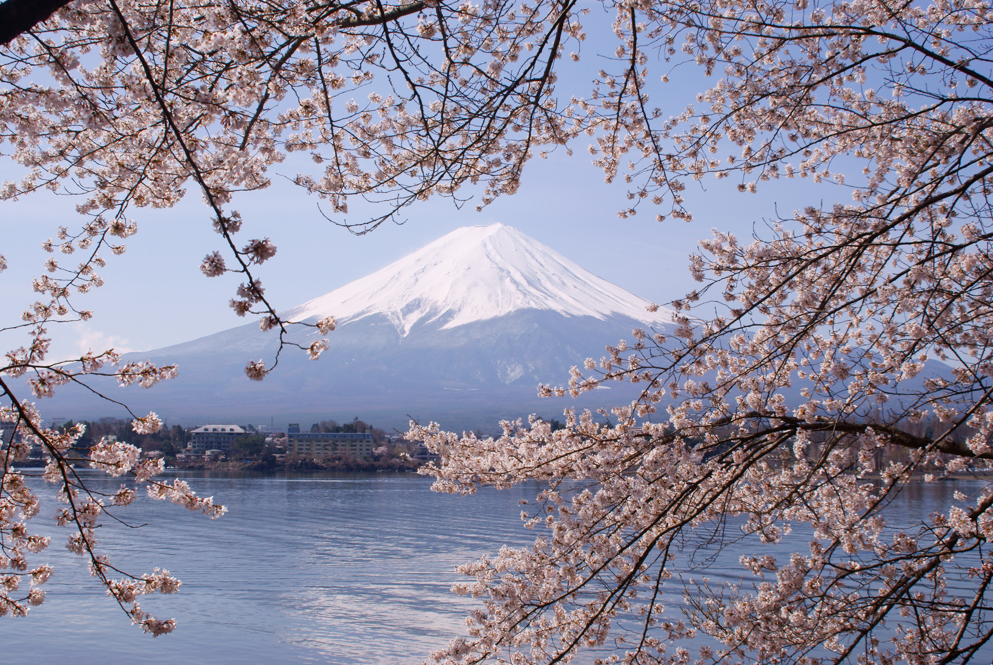 河口湖畔櫻花框住富士山——前景櫻花、湖面與遠方白雪富士山，是 4 月櫻花季的經典構圖