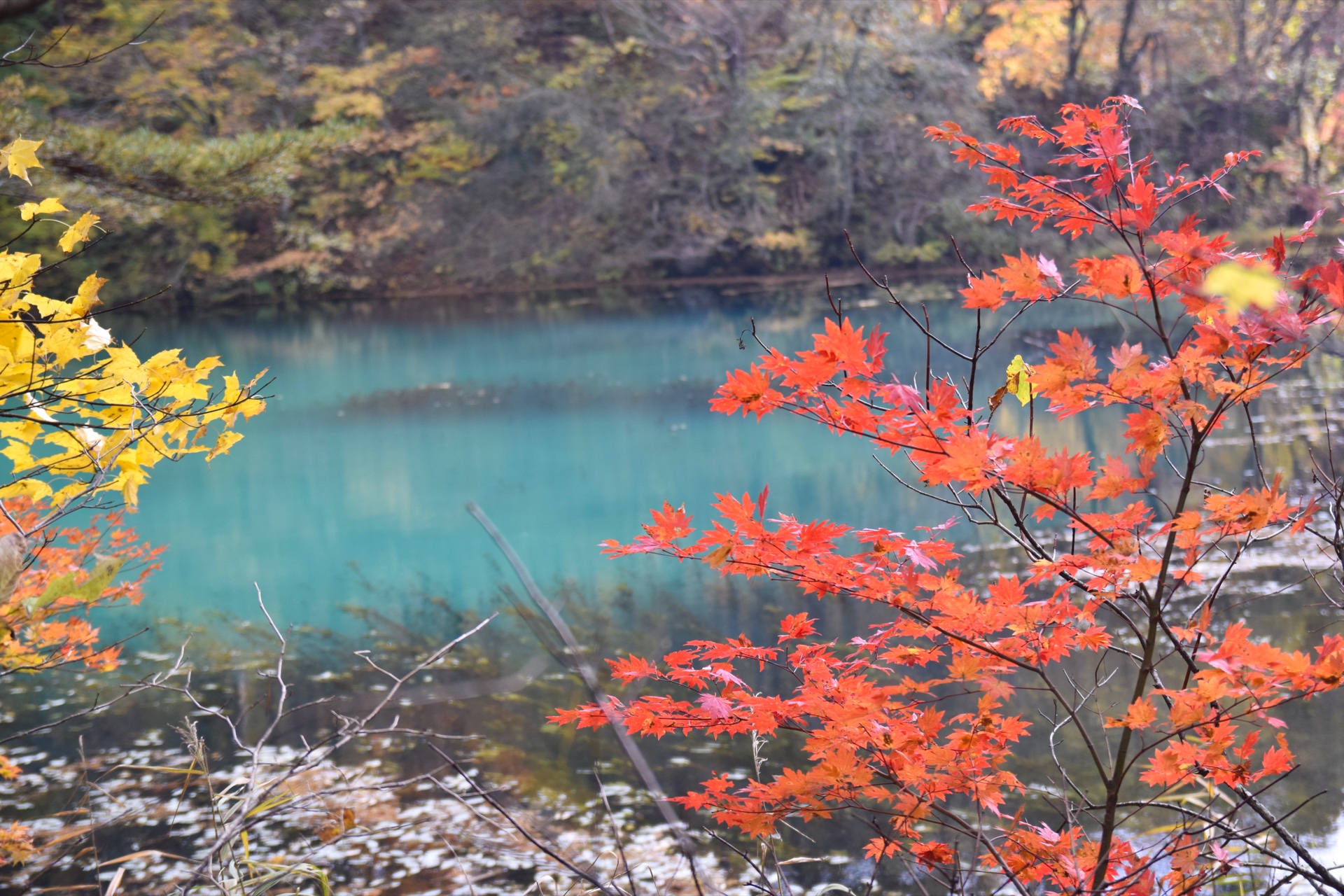 五色沼（ごしきぬま）秋季紅葉景色，磐梯高原裏磐梯的彩色沼澤湖群，米其林一星自然景觀