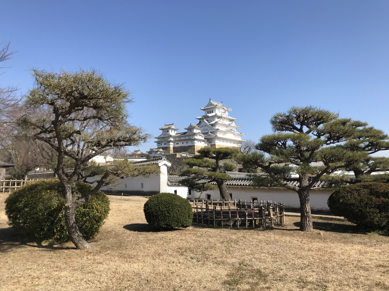 從西の丸庭園仰望姬路城天守 —— 松樹與白牆構成的經典借景