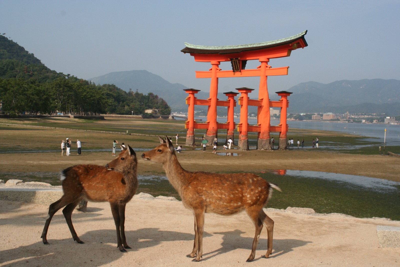 宮島野生鹿在乾潮時走到大鳥居腳下 — 嚴島神社大鳥居與宮島神鹿同框的代表畫面