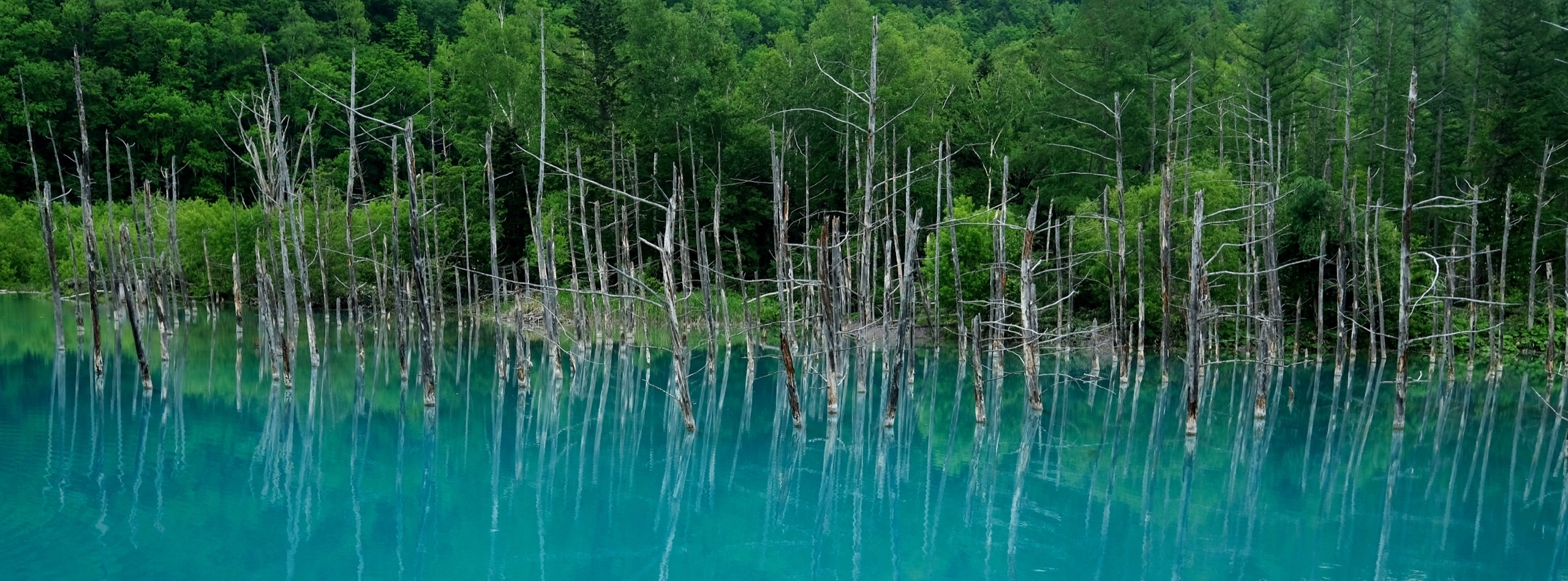 美瑛 白金 青い池（青池）— 夢幻藍池與枯木