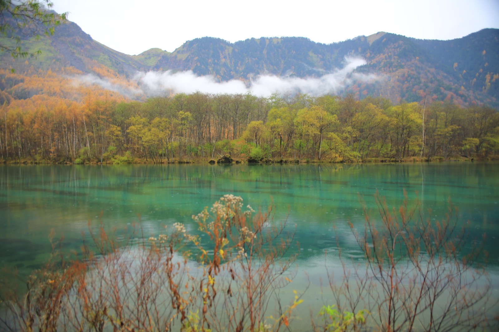 上高地 大正池 紅葉 — 翡翠色水面、立枯木與黃葉的鏡面反射、10 月下旬絕景