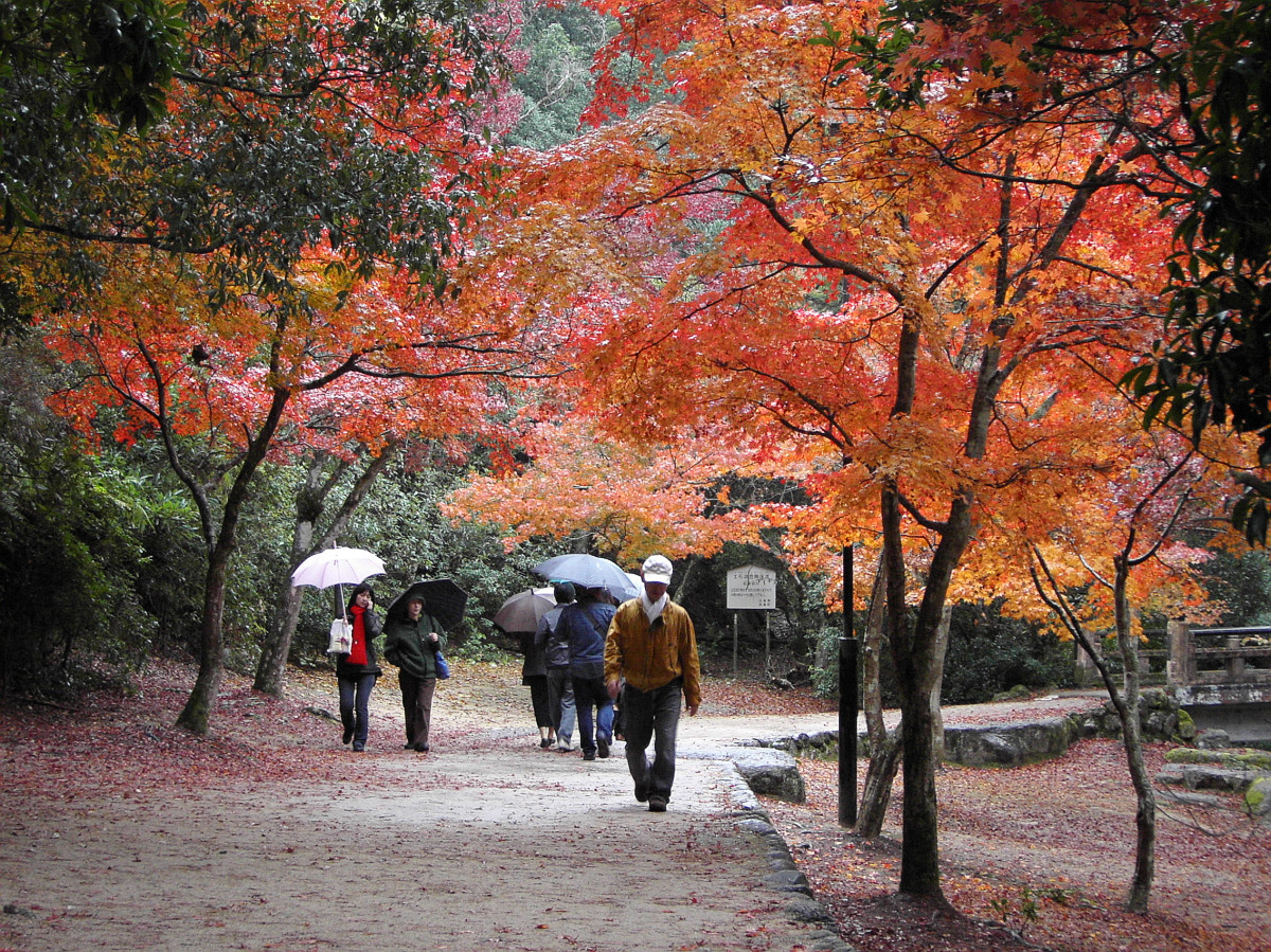 廣島宮島 紅葉谷公園 — 世界遺產嚴島神社背後的弥山山麓、Walker Plus Top 5