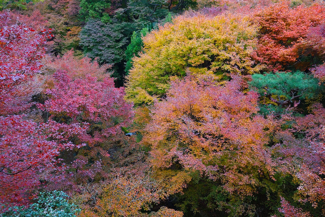 京都 東福寺 通天橋 — 約 2000 棵楓樹的「楓葉之海」、日本人觀光客評選的京都紅葉 No.1
