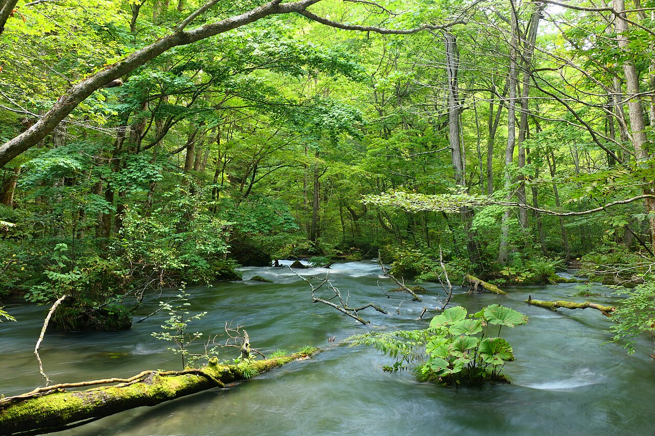 青森奧入瀨溪流 — 苔、水、樹的三重交響、新綠與紅葉雙峰