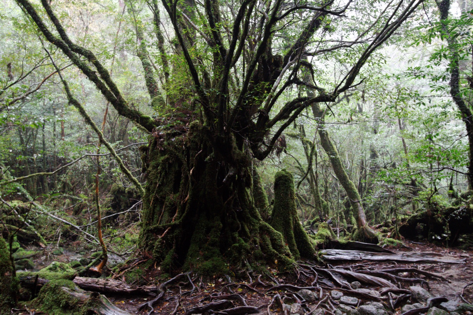 屋久島 白谷雲水峡 青苔覆蓋的森林 — 宮崎駿《魔法公主》苔むす森的靈感來源