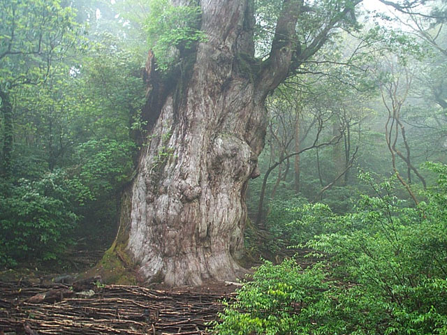 屋久島 縄文杉 — 樹齡推測 2000〜7200 年的古老巨木、宮崎駿《魔法公主》舞台