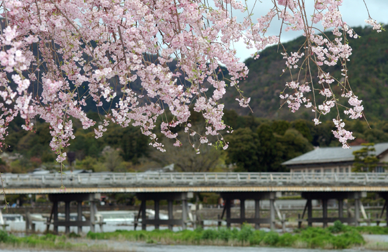 京都嵐山渡月橋與枝垂櫻，桂川沿岸的春櫻名景
