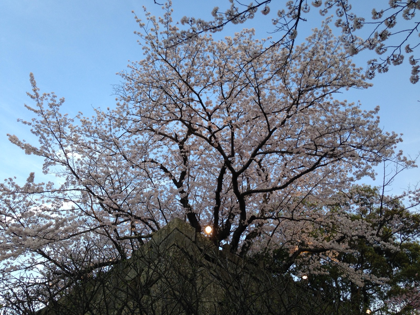 福岡舞鶴公園福岡城跡石牆與盛開的櫻花，九州最早一波賞櫻