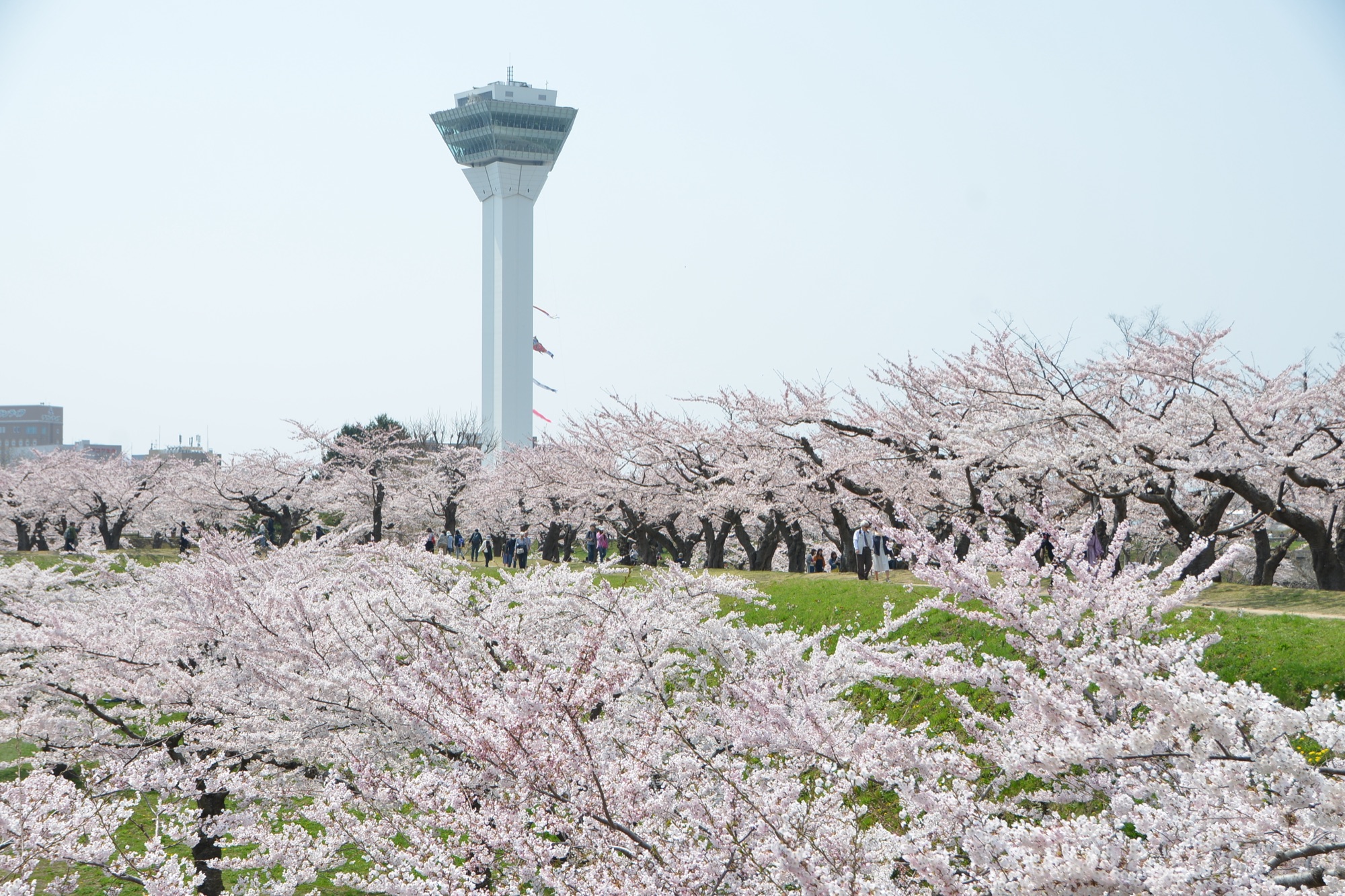 函館五稜郭公園星形護城河滿開的櫻花