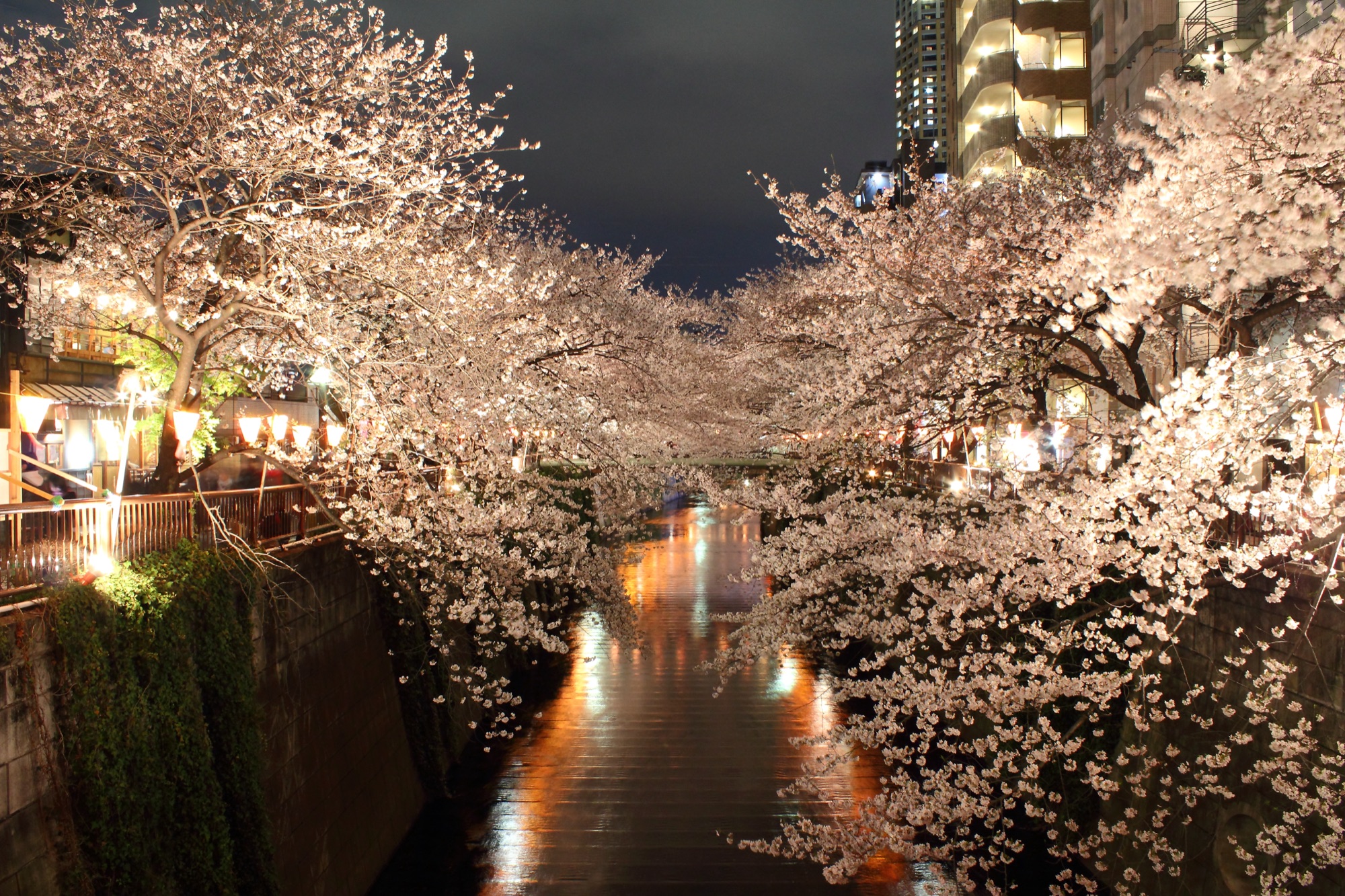 東京目黑川沿岸的夜櫻，兩岸櫻花拱橋倒映水面