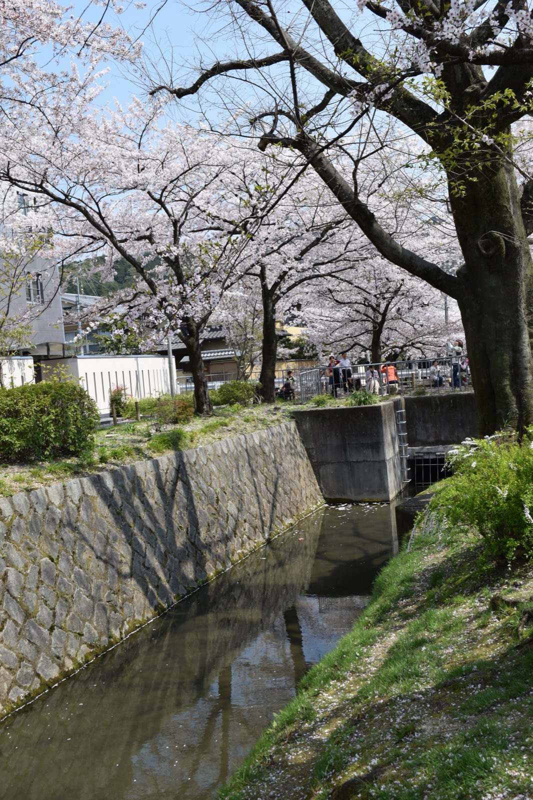 京都哲學之道琵琶湖疏水沿岸的櫻花隧道
