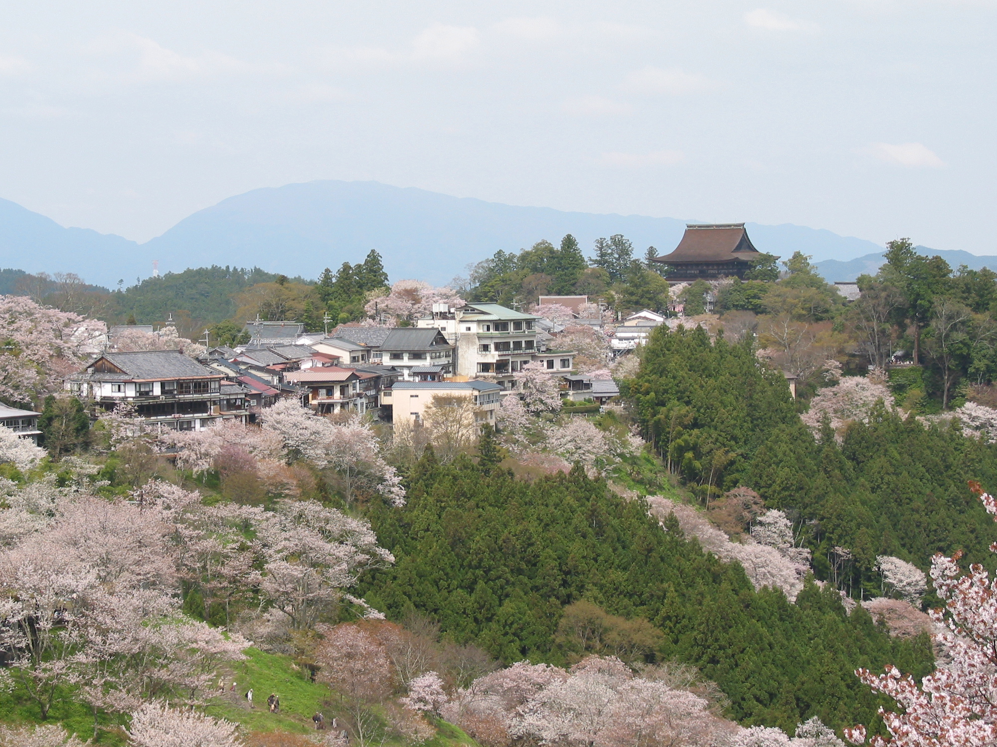 奈良吉野山一目千本的山櫻，依海拔分四區依序開花
