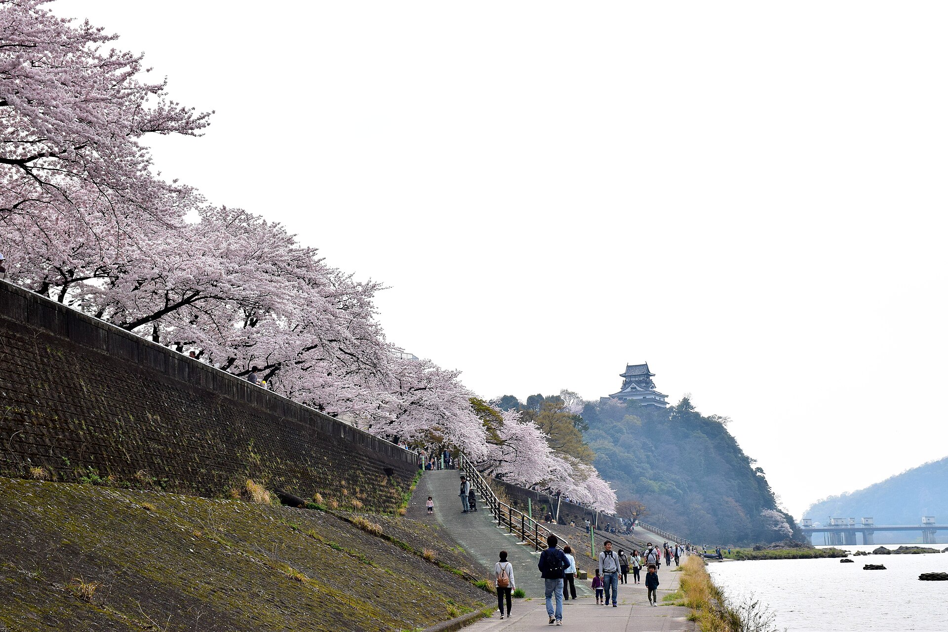 從木曾川河堤的櫻花步道遠望犬山城天守 — 天守蓋在俯瞰木曾川的高台上