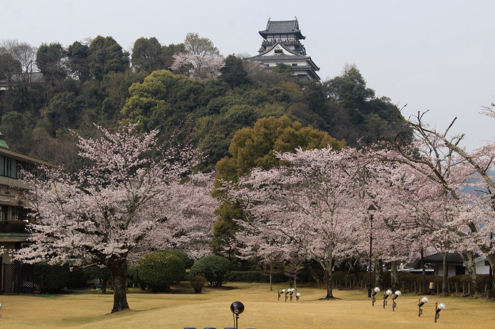 國寶 犬山城（Inuyama-jo）天守閣與櫻花 — 日本最古老的現存天守之一
