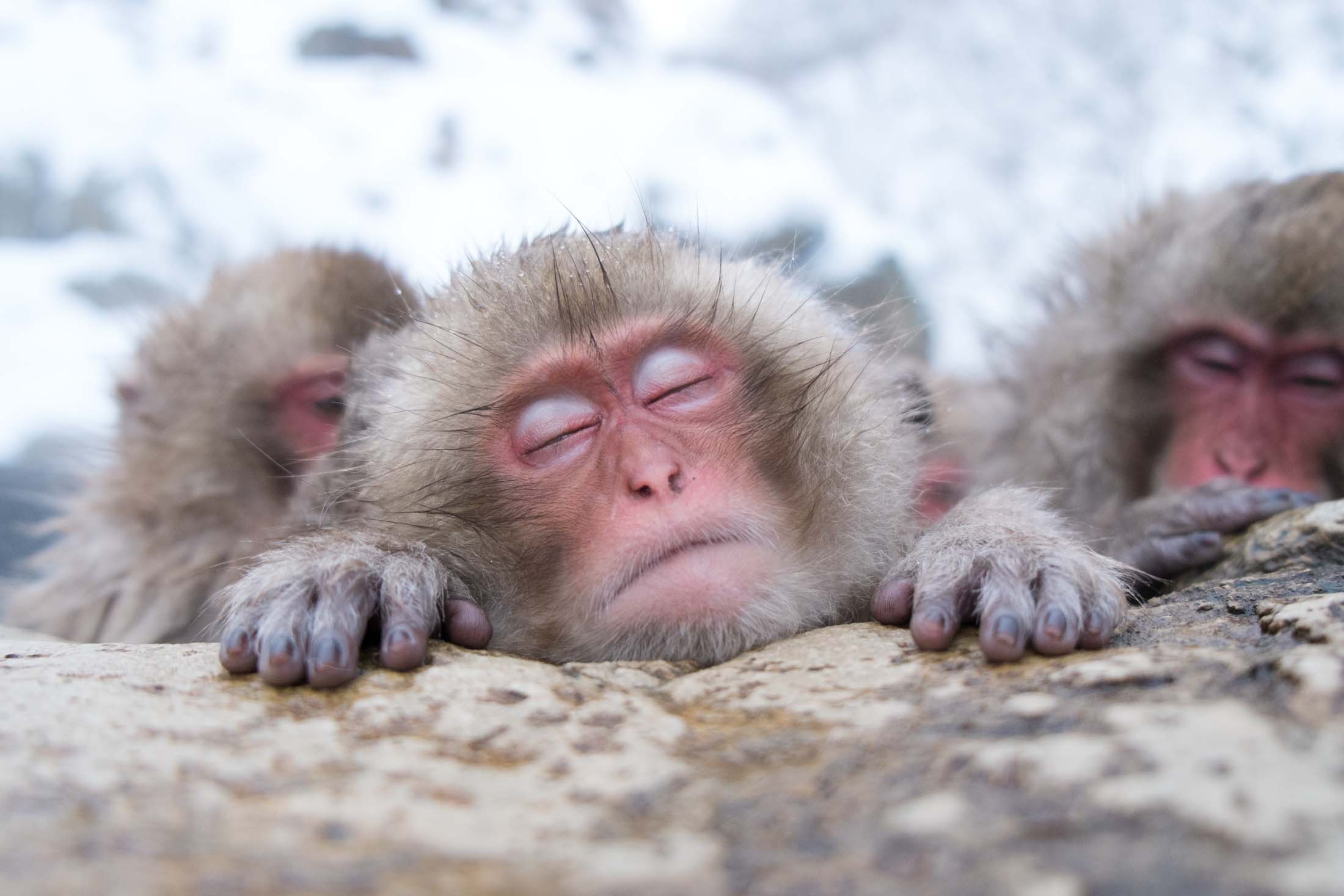 地獄谷野猿公苑 抱在懷裡的小雪猴 — 公苑內超過 200 隻獼猴的成員之一