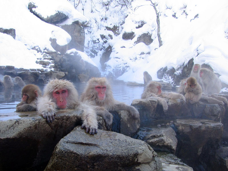 長野地獄谷野猿公苑 泡在溫泉裡的野生日本獼猴（雪猴）