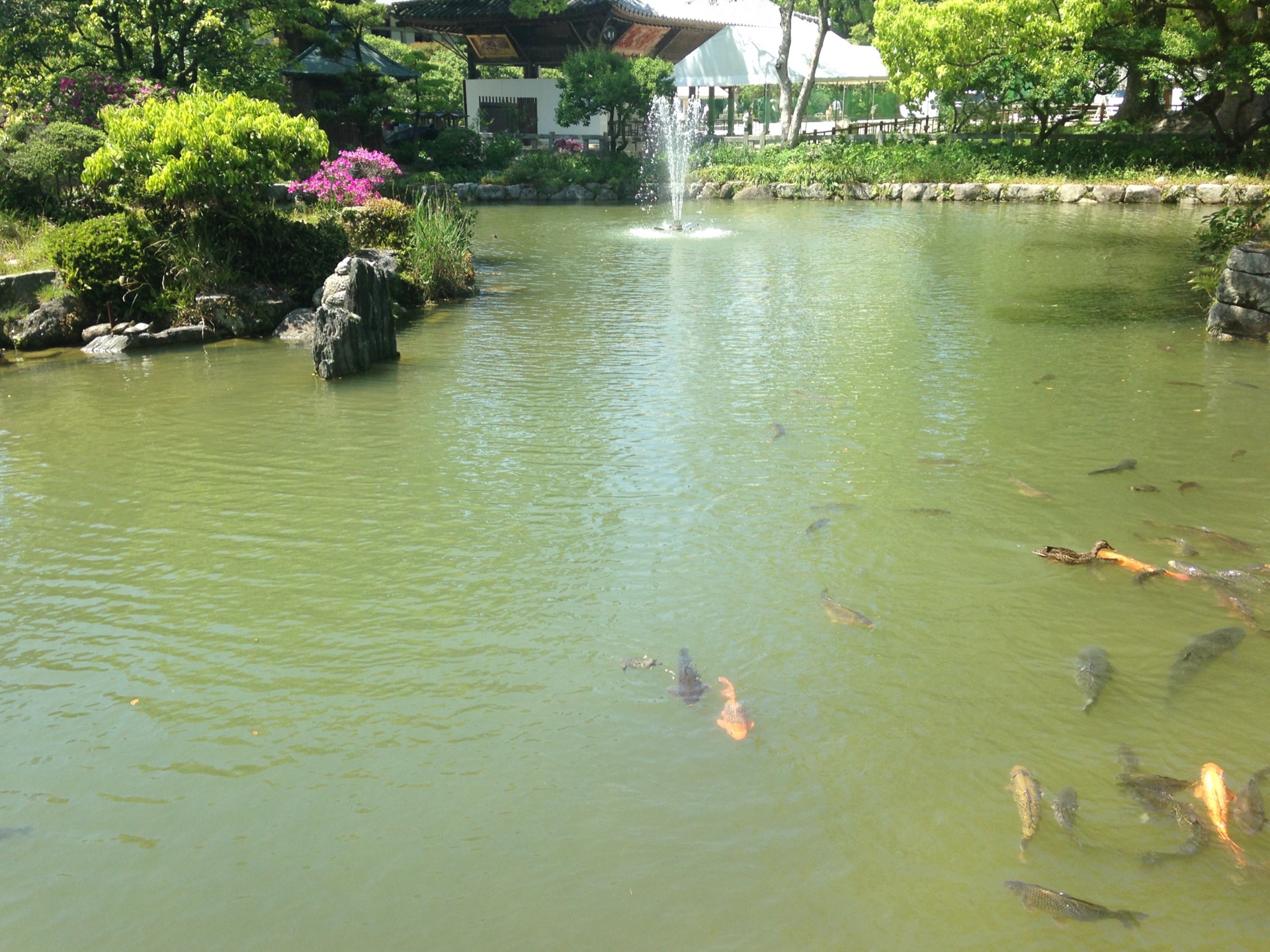 太宰府天滿宮 心字池 — 參道前段的庭園水景，錦鯉與噴泉、初夏杜鵑花（鬼滅聖地周遊 Day 1 順遊點）