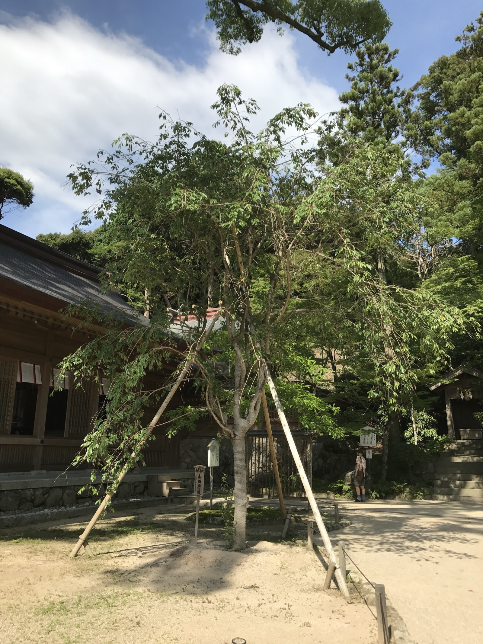 宝満宮竈門神社 境內的樹木與山林 — 四季皆有不同風情