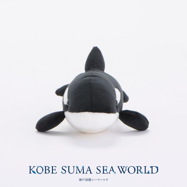 コットンクラウディ Sシャチ（cotton cloudy S shachi）公式商品画像 — 雲朵般觸感的虎鯨玩偶 S 號、神戸須磨シーワールド公式オンラインショップ