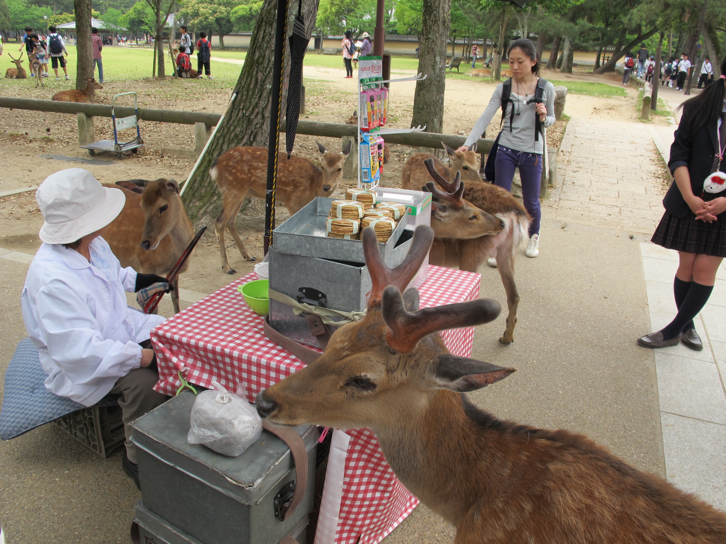 奈良公園裡自由放養的野生鹿群 — 被指定為國家天然紀念物的「奈良鹿」