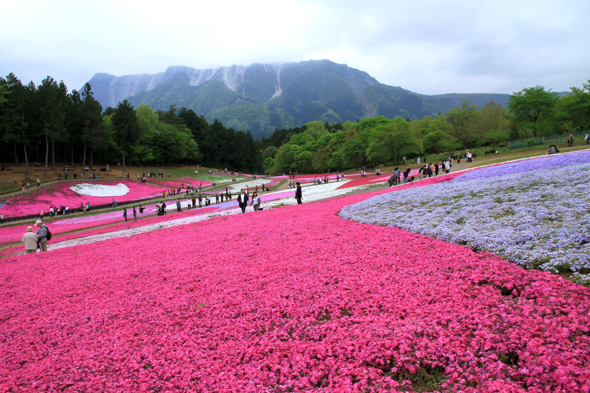 秩父羊山公園芝桜の丘（芝桜丘）— 40 萬株芝桜（しばざくら／苔藓草）鋪滿山丘，秩父春季代表景觀