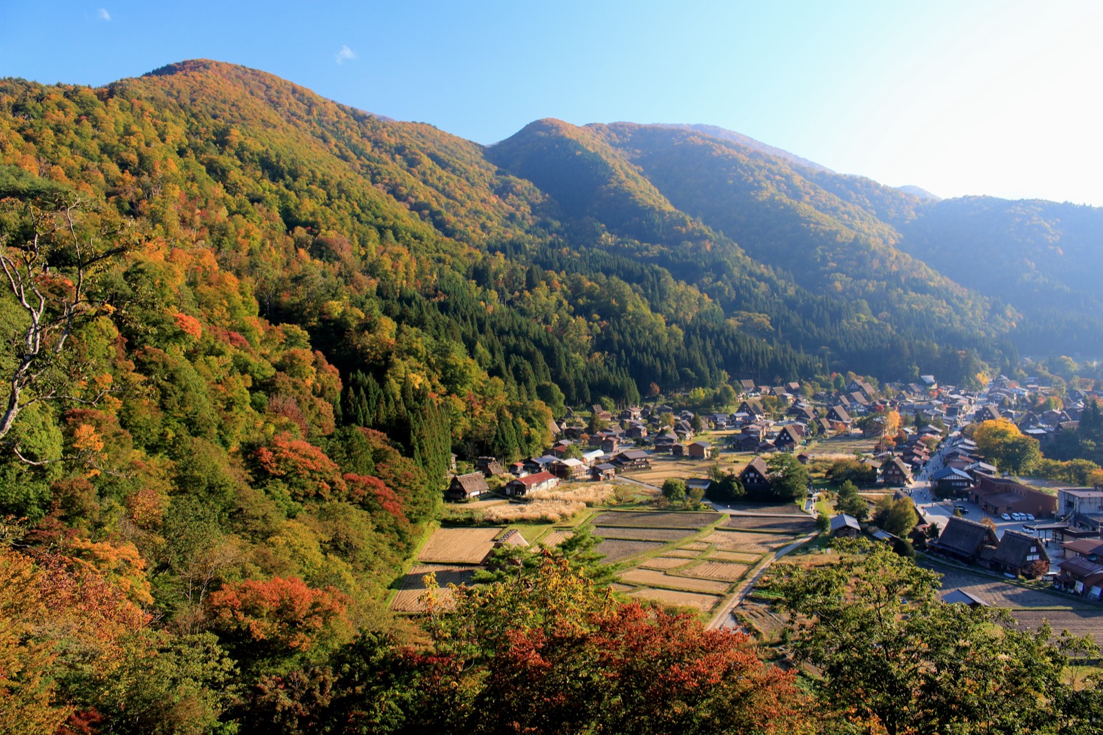 秋天從城山天守閣展望台俯瞰白川鄉荻町合掌造集落 —— 周圍山林轉紅的世界遺產聚落秋景
