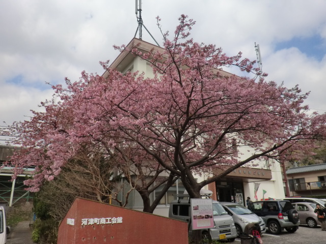 河津駅前廣場的河津桜，早開品種的深粉色花朵成排盛放