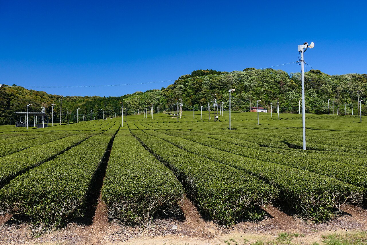 靜岡縣袋井市的茶田，防霜風扇與整排茶樹是靜岡縣農村的代表性景觀