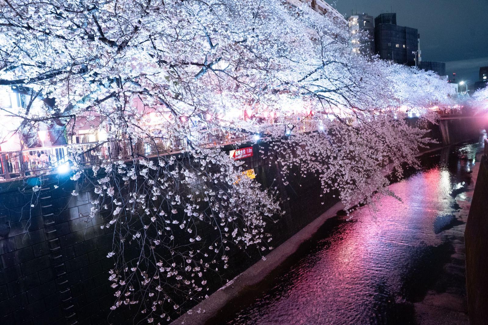 中目黑 目黑川夜櫻 — 河岸櫻花隧道與夜間燈飾交織的絕景