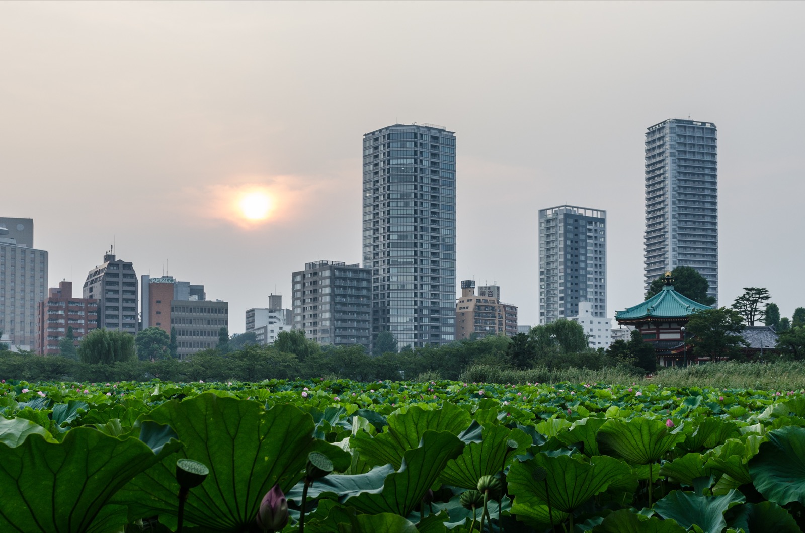 上野公園 不忍池（しのばずのいけ）的蓮花與背景高樓 — 博物館群與阿美橫町集中的都心綠地