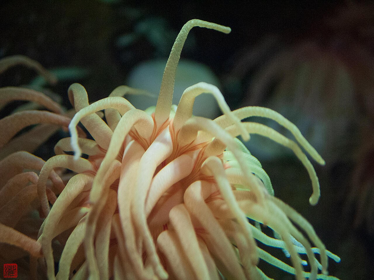 加茂水族館（かもすいぞくかん）的水母展示，世界第一クラゲ水族館的鶴岡名勝
